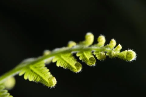 Curly Leaf Stock Photos