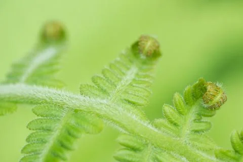 Curly Leaf Stock Photos