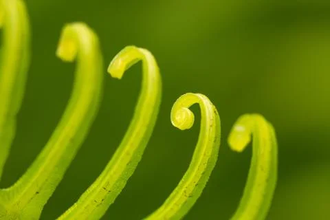 Curly Leaf Stock Photos