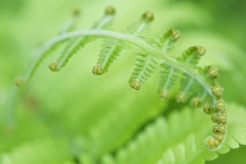 Curly Leaf Stock Photos