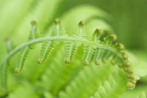 Curly Leaf Stock Photos