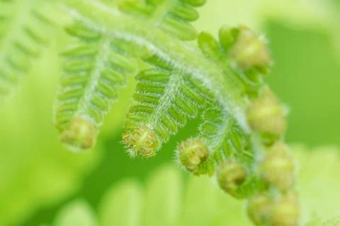 Curly Leaf Stock Photos