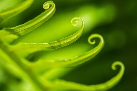 Curly Leaf Stock Photos