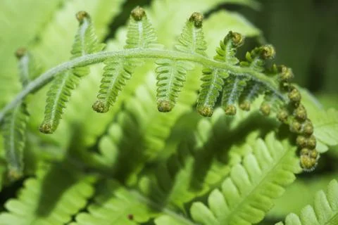 Curly Leaf Stock Photos