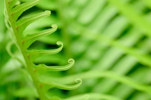 Curly Leaf Stock Photos