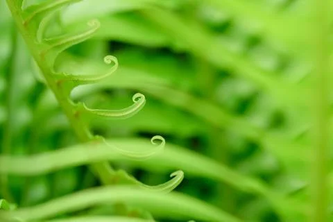 Curly Leaf Stock Photos