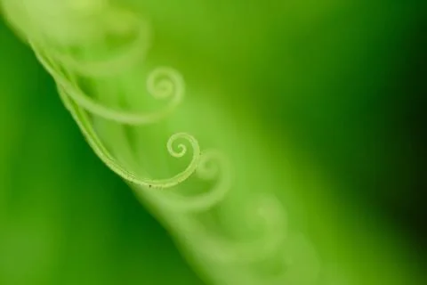 Curly Leaf 스톡 사진