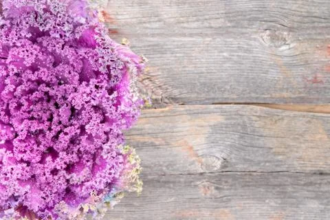 Curly-leaf purple kale on a rustic wooden board Stock Photos