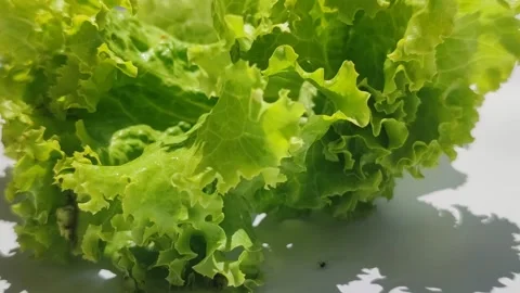 Curly Lettuce Leaves Video stock 328075771