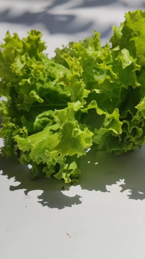 Curly Lettuce Leaves Stock Footage 328075772