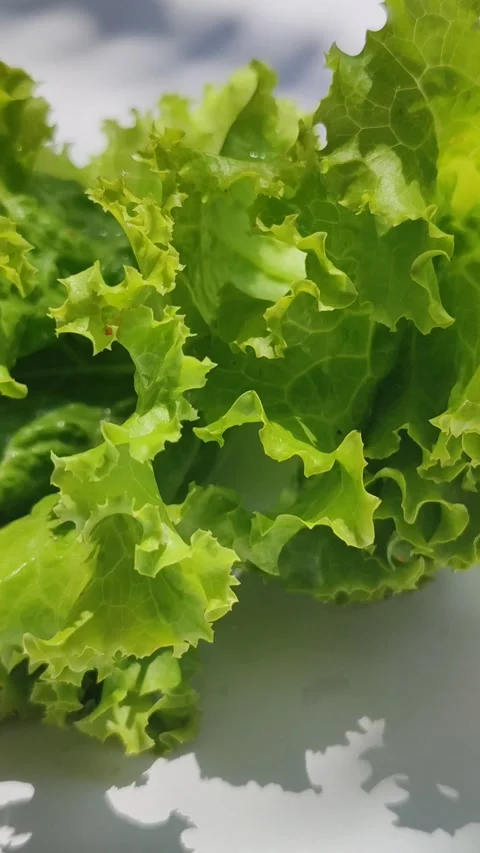 Curly Lettuce Leaves Stock Footage 328075773