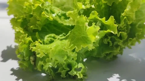 Curly Lettuce Leaves Stock Footage 328075780