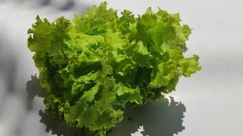 Curly Lettuce Leaves Stock Footage 328075784
