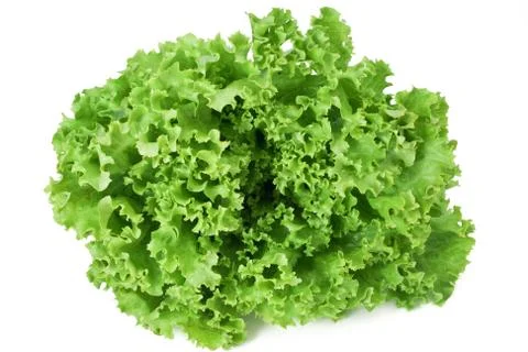 Curly lettuce Stock Photos