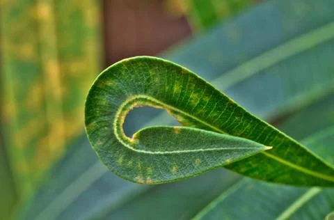 Curly Oleander Leaf Foto stock