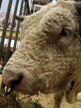 Curly ox Stock Photos