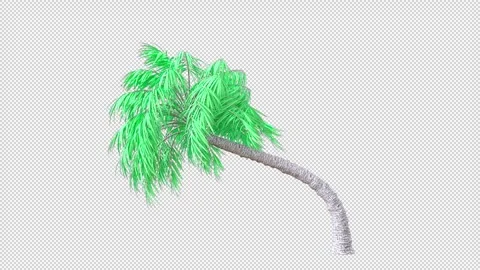 Curly Palm tree Stock Footage 320947680