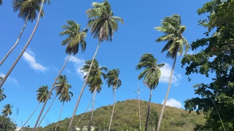 Curly Palms 動画素材 262465583