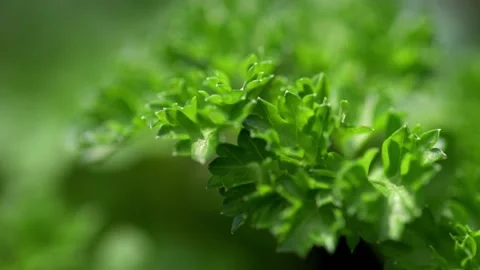 Curly Parsley 2 Stock Footage 161278051
