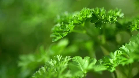 Curly Parsley 3 Stock Footage 161278062