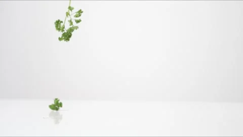 Curly Parsley Bouncing Slow Motion White Tabletop Closeup Macro Food Studio Stock Footage 335004741