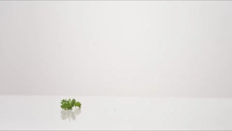Curly Parsley Bouncing Slow Motion White Tabletop Closeup Macro Food Studio Stock Footage 335006736