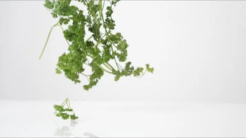 Curly Parsley Bouncing Slow Motion White Tabletop Closeup Macro Food Studio Stock Footage 335006771