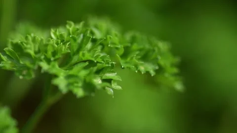 Curly Parsley Stock Footage 161278044