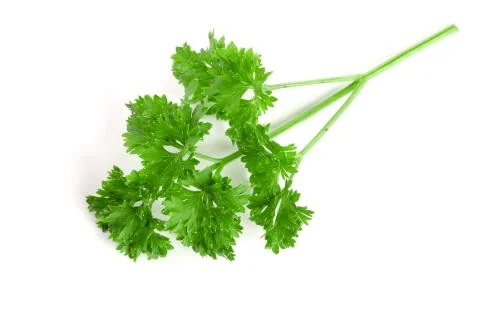 Curly parsley isolated on a white background Stock Photos