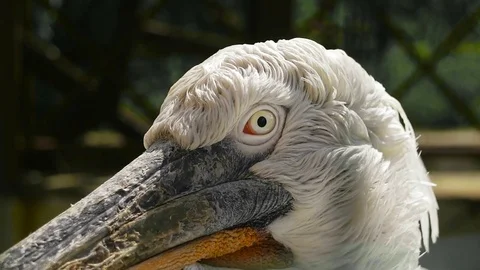 Curly pelican close-up. A big round eye Stock Footage 78561687