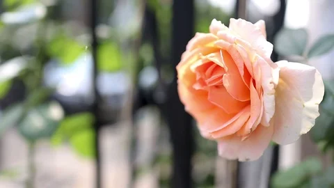 Curly pink rose blossom at  building exterior. city street background. Stock Footage