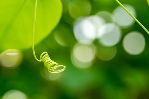 Curly stem in a nice bokeh Stock Photos