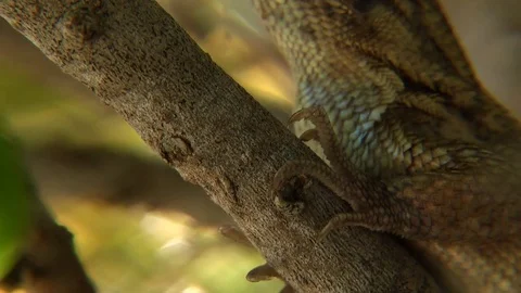 Curly Tail Lizard Macro Stock Footage 70118157