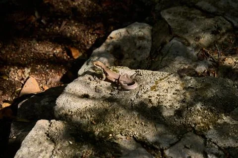 Curly-tailed lizard basking on rocks in cuba Stock Photos