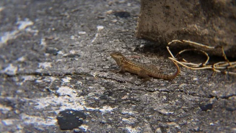 Curly Tailed Lizard Of Freeport Bahamas  Stock Footage 106456438