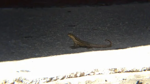 Curly-Tailed Lizard in Natural Setting, Freeport, Grand Bahama, Bahamas Stock Footage 106456432