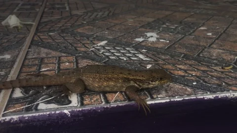 Curly-Tailed Lizard Relaxing on Home Front Porch, Freeport, Bahamas Stock Footage 109038438