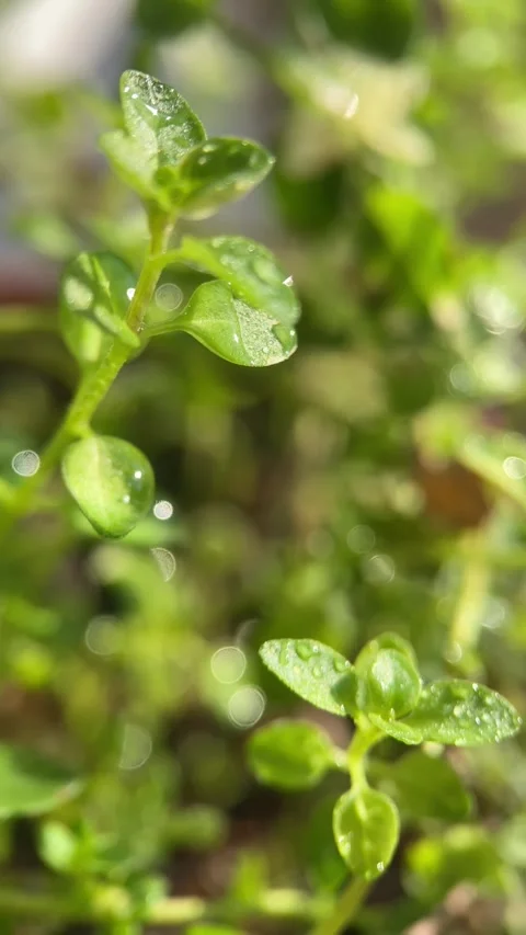 Curly thyme macro Stock Footage 253004058