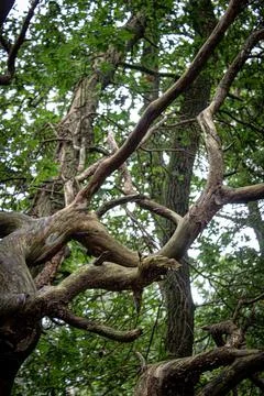 Curly Tree Stock Photos