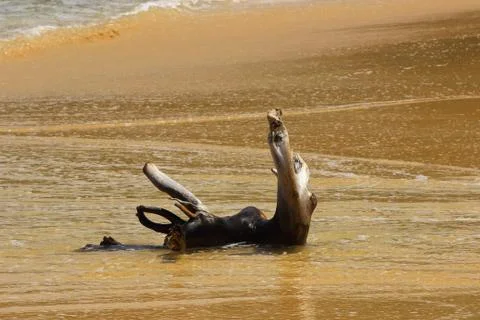 Curly tree on a sandy beach Stock Photos