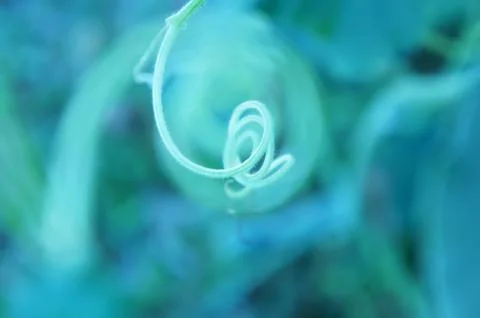 Curly twig Stock Photos