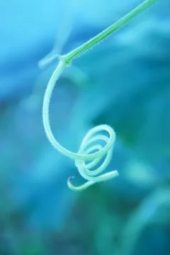 Curly twig Stock Photos