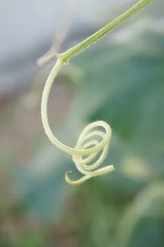 Curly twig Stock-Fotos