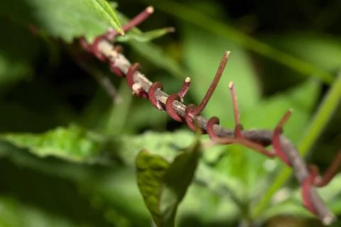 Curly vine Stock Photos
