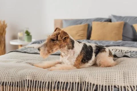 Curly wirehaired fox terrier lying Stock Photos