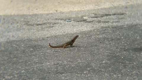 Curlytail Lizard On Road Looking Around Freeport Bahamas Stock Footage 106778165
