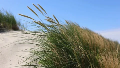 Curonian spit, beautiful vibrant view of Kurshskaya Kosa National Park, Curonian Stock Footage 202913009