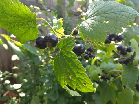 Currant berries on a branch Foto stock