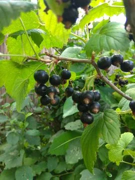 Currant berries on a branch Foto stock