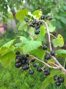 Currant berries on a branch Stock Photos